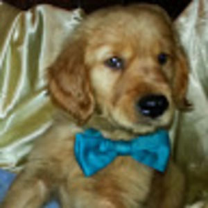 Meet your Posher, Crhea